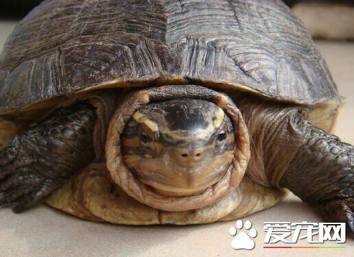 安布闭壳龟怎么养 钙质对乌龟的生长很重要
