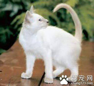 巴厘猫粘人程度 天性非常黏人