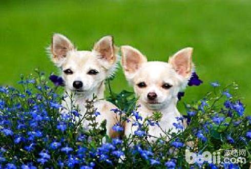 狗吃什么毛长得又快又好？狗狗美毛方法