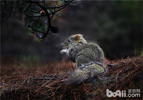 黄山松鼠的饲养环境