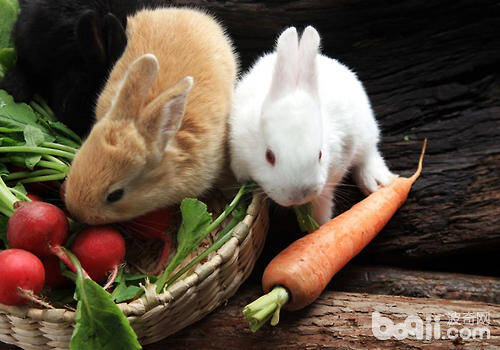 兔子可以不吃兔粮吗