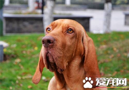 寻血猎犬能捉什么动物 用嗅觉来追踪猎物