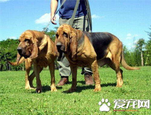 寻血猎犬性格 寻血猎犬的性格温顺和善