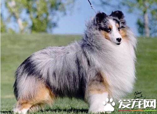 喜乐蒂牧羊犬最大能长多少斤 六至十二公斤