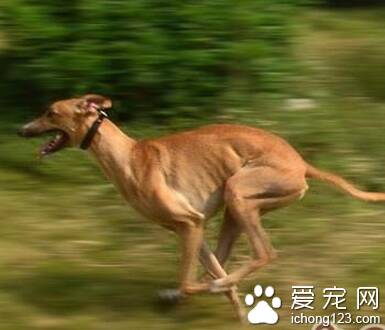 灵缇犬的性格 该犬非常的乖巧聪明