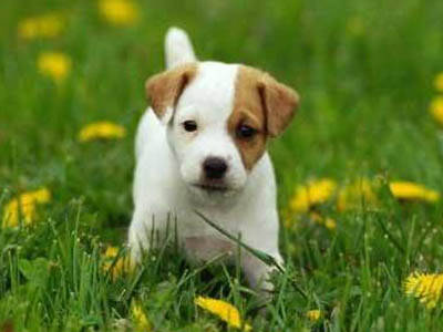 杰克罗素梗怎么训练,杰克罗素梗怎么养