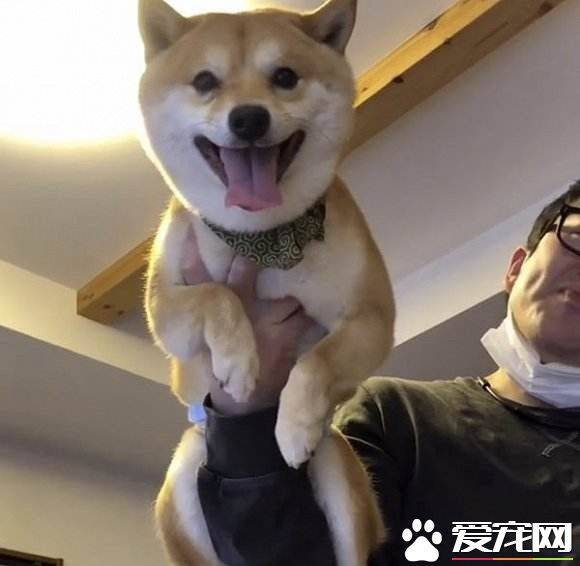 豆柴犬多少钱 怎样区分豆柴犬和柴犬