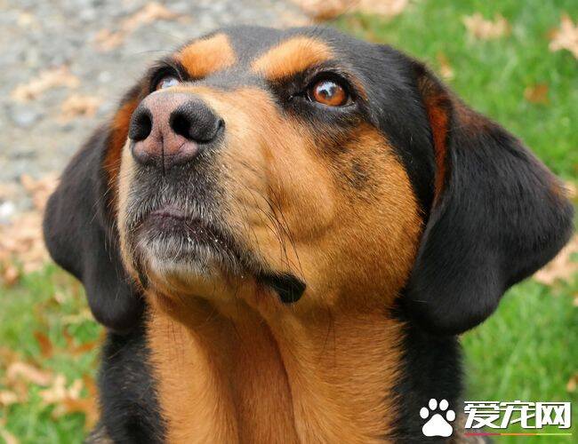 黑褐猎浣熊犬智商 智商还是比较高的狗狗