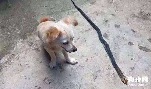 狗狗被眼镜蛇咬伤，在生命的最后一刻也要给主人灿烂的微笑