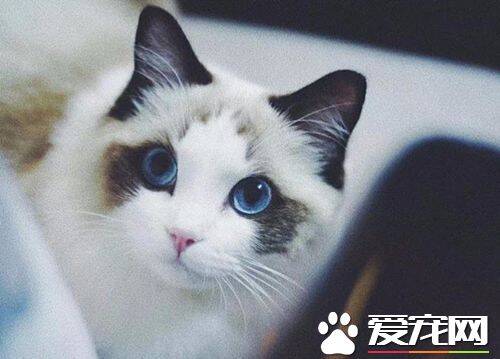 布偶猫一天吃多少猫粮 布偶猫成年了一天吃多少猫粮