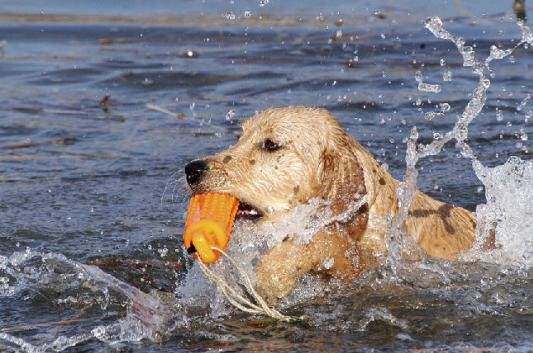 训练狗狗游泳的三个要点,狗狗害怕打雷的纠正训练