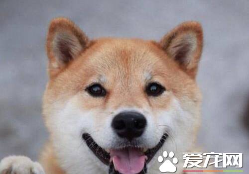 柴犬立耳朵时间 正常情况下四十天左右开始立耳