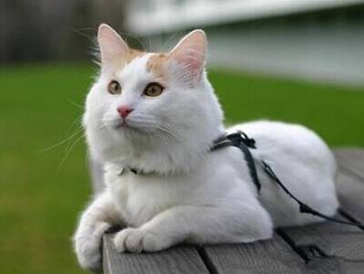 土耳其梵猫的形态特征 该猫体长而健壮