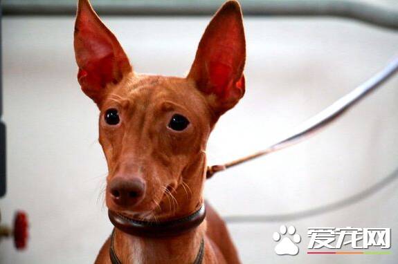 法老王猎犬粘人程度 几乎都不怎么粘人的