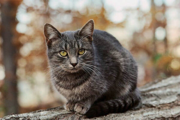 猫吃完东西就吐怎么办