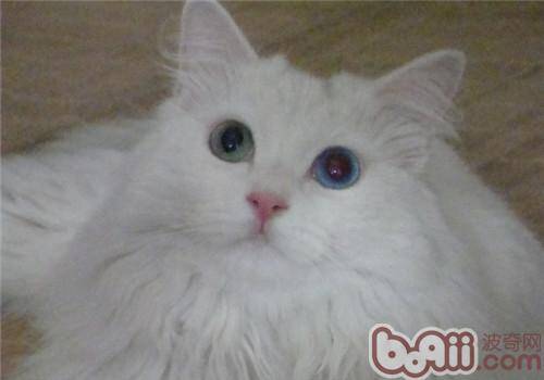 山东狮子猫怎么养？