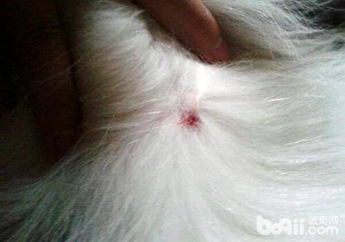 狗狗真菌性皮肤病怎么治疗？