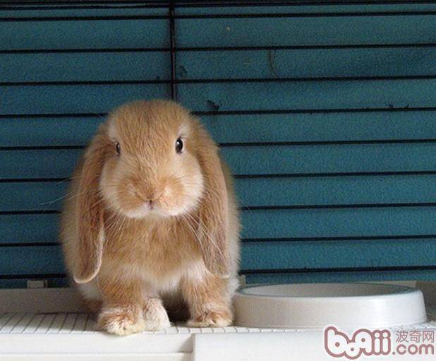 兔兔的视力知识