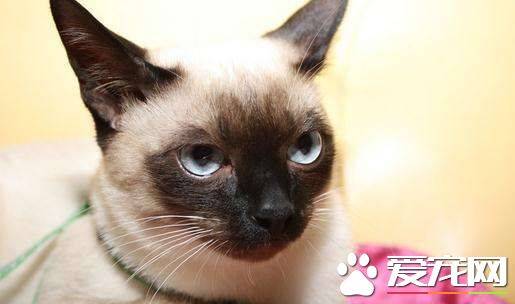 暹罗猫乱拉屎 暹罗猫乱拉屎的解决方法