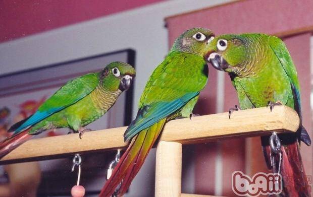 赤褐腹锥尾鹦鹉的外形特点