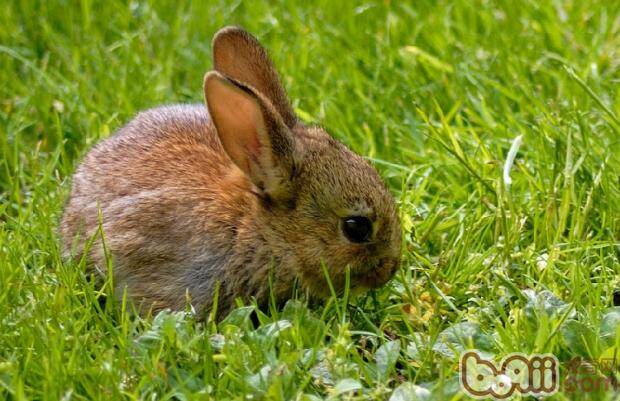 喂养成年兔子与喂养幼兔的区别