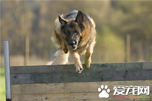 德国牧羊犬喂养方法 喂饲时间最好放在傍晚