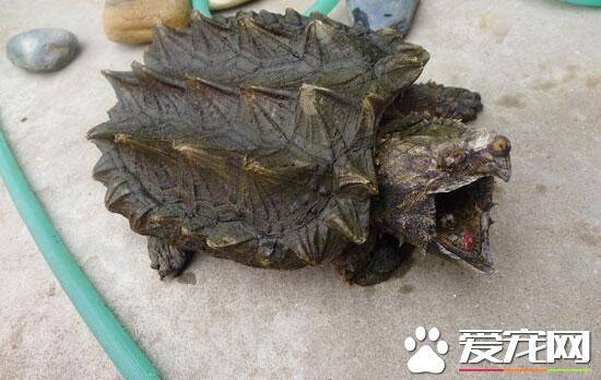 佛鳄龟能长多大 一般成年体型壳长31~46厘米