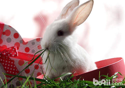 养兔常见问题问答