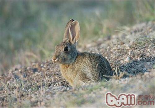 沙漠棉尾兔的养护要点