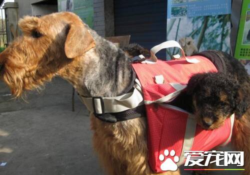 万能梗犬属于大型犬么 万能梗是梗类特大型梗