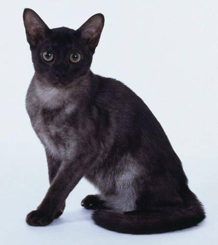 孟买猫的性格 亲近人类的“大众情人”