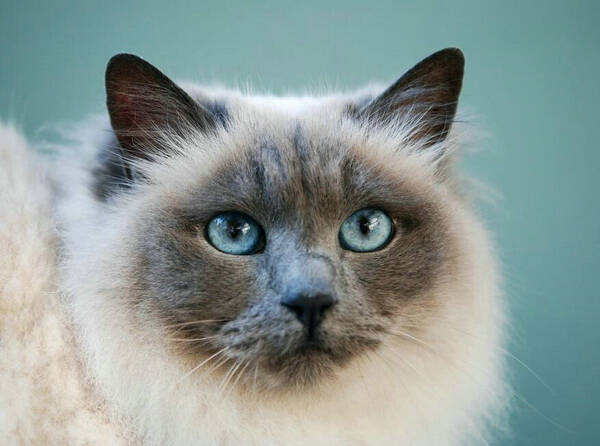 小猫一个月洗几次澡