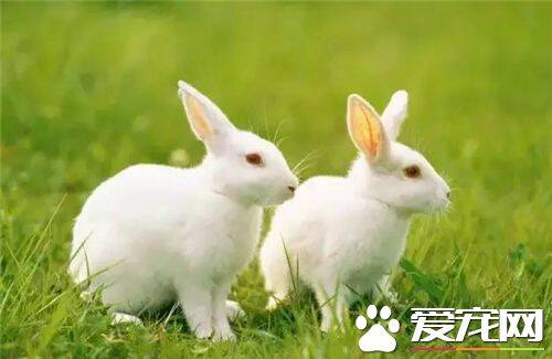 兔子脱毛怎么办 给兔子补充微量元素