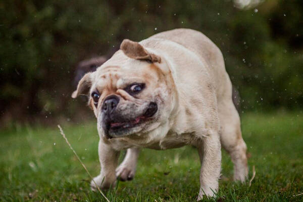 法牛犬什么颜色最正宗