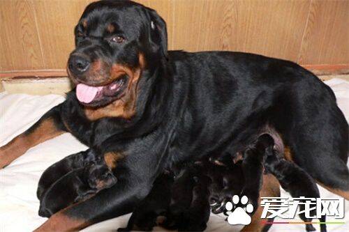 罗威纳犬的尴尬期 罗威纳犬2到9个月尴尬期