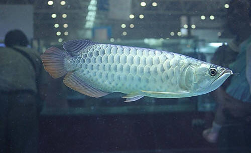 银龙鱼寿命 银龙鱼寿命一般在6-7年