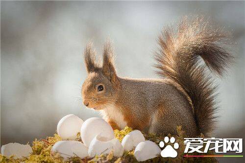 宠物松鼠的饲养 尽可能提供多种饲料随它们选择