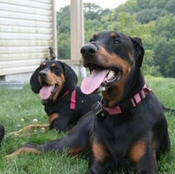 黑褐色猎浣熊犬的形态特征 该犬很有活力