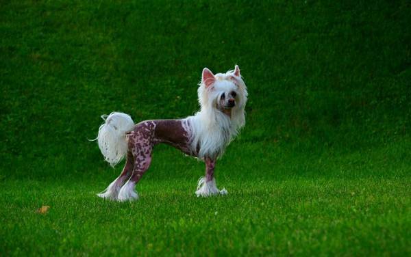 家里来了一只狗预示着