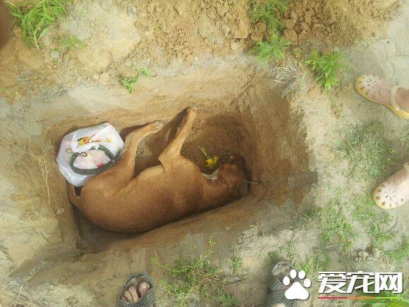 狗狗死了怎么安慰 狗吃什么食物会致命