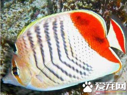 红尾蝶喂食要点 主要以是海绵珊瑚为主