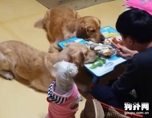 一到饭点，三只狗就趴守在饭桌旁，主人表示压力好大！