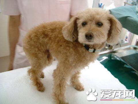 玩具贵宾犬口臭 可能是因为胃肠功能不好