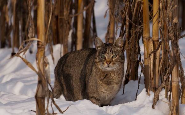 打针猫会记仇吗