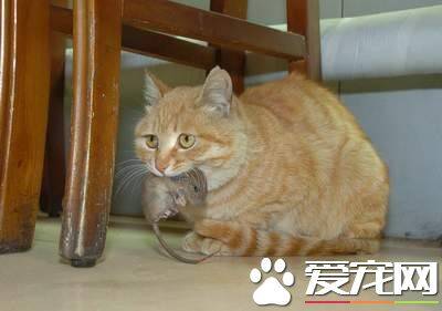 猫多长时间发情 每隔20到28天发情一次