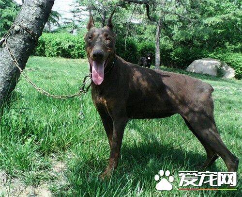 杜宾犬会打猎吗 杜宾犬不适合狩猎的狗狗