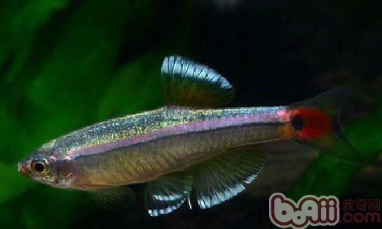金丝鱼的繁殖及雌雄鉴别