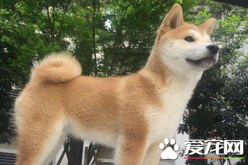 柴犬尾巴分类 柴犬尾巴原来形状这么多