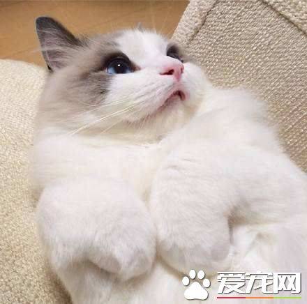 布偶猫喜不喜欢被抱 布偶猫不喜欢被人抱是怎么回事