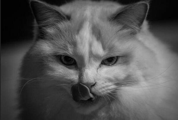 猫天生会用猫砂